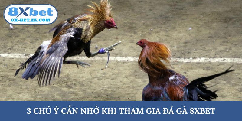 3 chú ý cần nhớ khi tham gia đá gà 8XBET