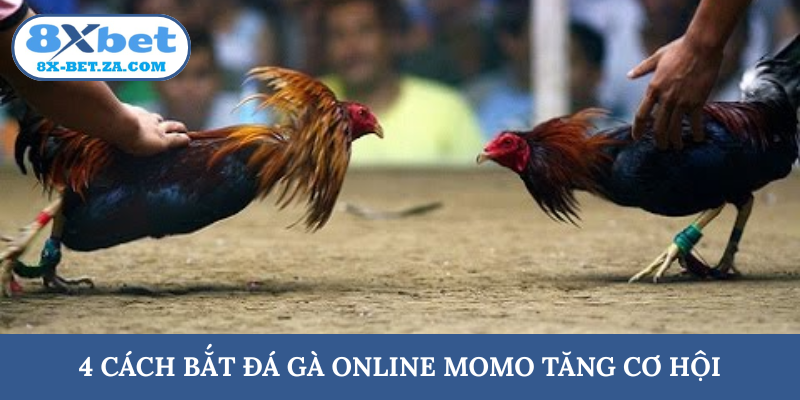 4 cách bắt đá gà online Momo tăng cơ hội