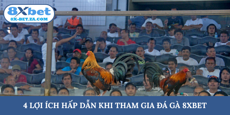 4 lợi ích hấp dẫn khi tham gia đá gà 8XBET