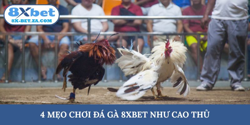 4 mẹo chơi đá gà 8XBET như cao thủ