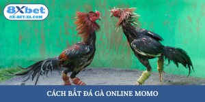 Cách bắt đá gà online Momo