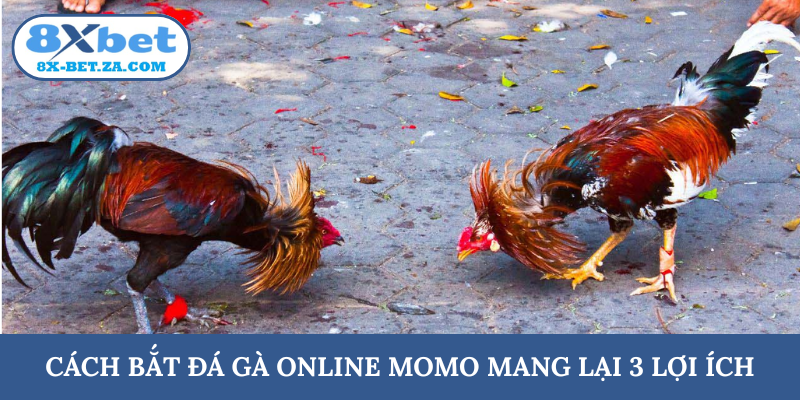 Cách bắt đá gà online Momo mang lại 3 lợi ích
