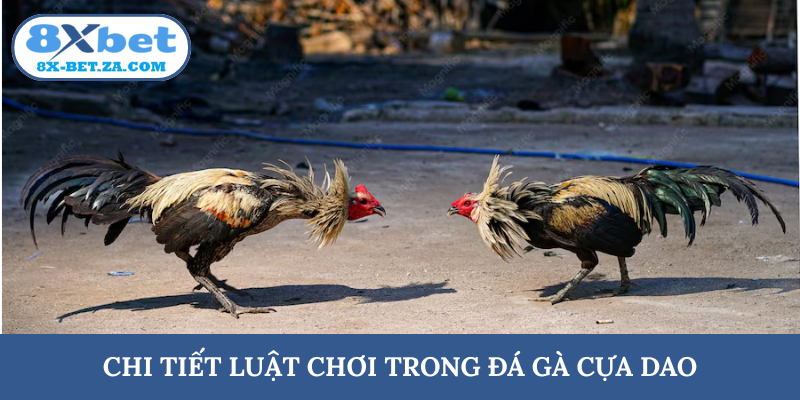 Chi tiết luật chơi trong đá gà cựa dao