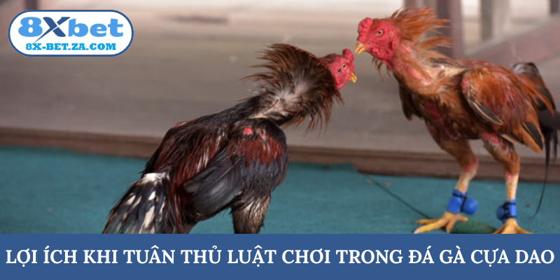 Lợi ích khi tuân thủ luật chơi trong đá gà cựa dao