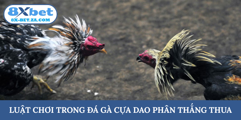 Luật chơi trong đá gà cựa dao phân thắng thua