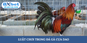 luật chơi trong đá gà cựa dao