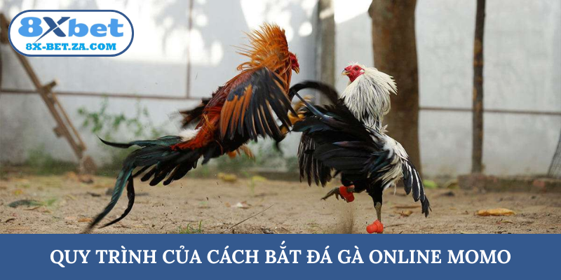 Quy trình của cách bắt đá gà online Momo